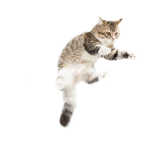 😺 Стикер «СамоКот» для Telegram