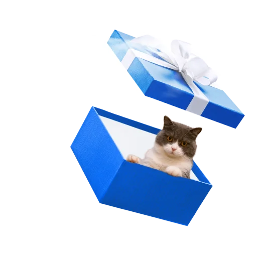 😺 Стикер «СамоКот» для Telegram