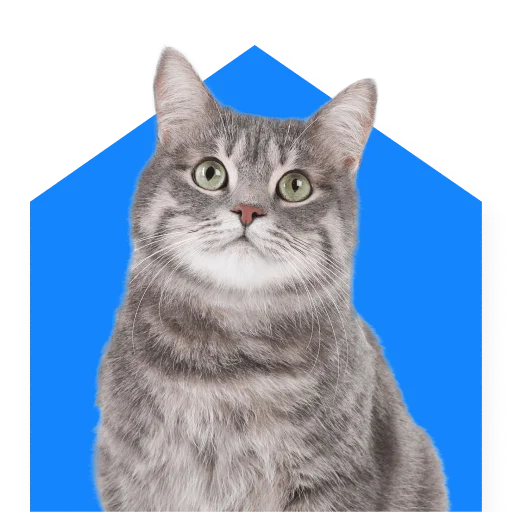 😺 Стикер «СамоКот» для Telegram