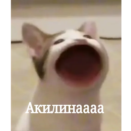 🥱 Стикер «SanderWolf&;s stickers» для Telegram