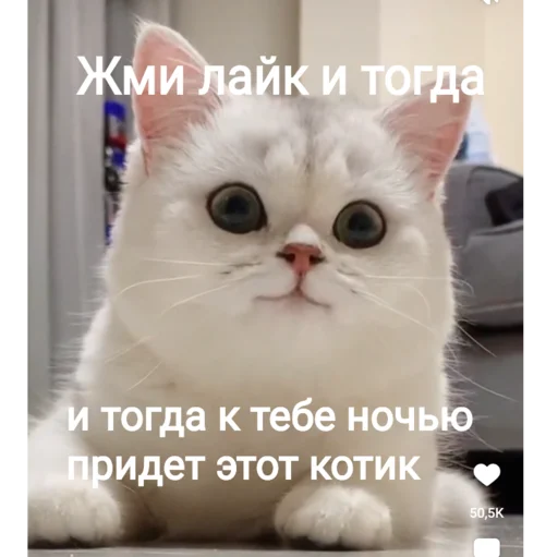 🥺 Стикер «SanderWolf&;s stickers» для Telegram