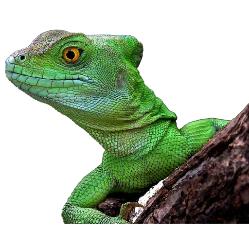 🐲 Стикер «Santai» для Telegram
