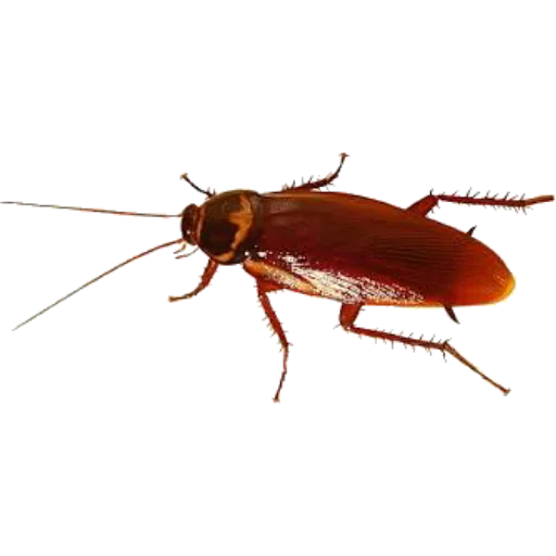 🐞 Стикер «Santai» для Telegram