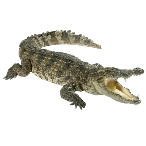 🐊 Стикер «Santai» для Telegram