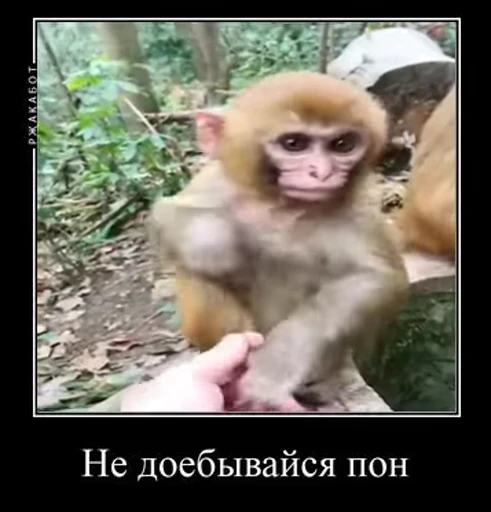 🦧 Стикер «Пон» для Telegram