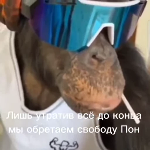 🦧 Стикер «Пон» для Telegram