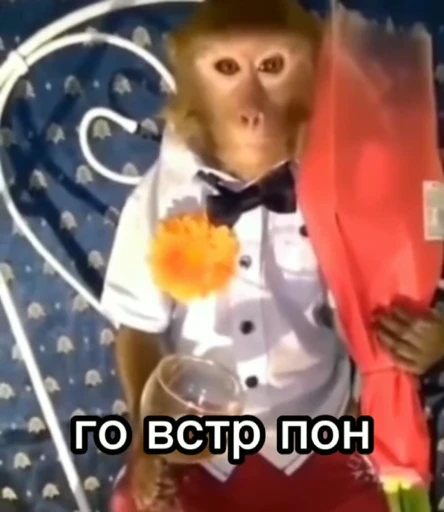 🦧 Стикер «Пон» для Telegram