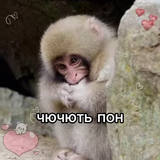 🦧 Стикер «Пон» для Telegram