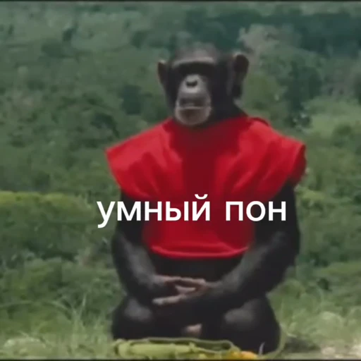 🦧 Стикер «Пон» для Telegram