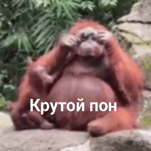 🦧 Стикер «Пон» для Telegram
