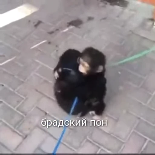 🦧 Стикер «Пон» для Telegram