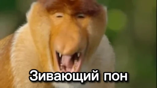 Стикерпак Пон для Telegram