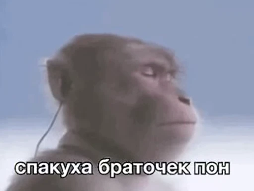 🦧 Стикер «Пон» для Telegram