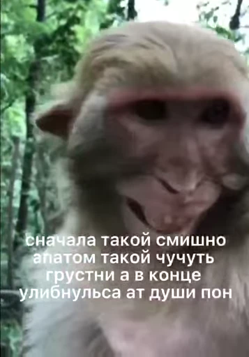 😂 Стикер «Пон» для Telegram