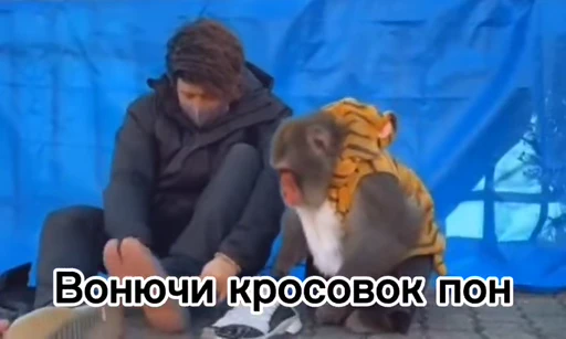 🦧 Стикер «Пон» для Telegram