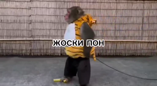 🦧 Стикер «Пон» для Telegram