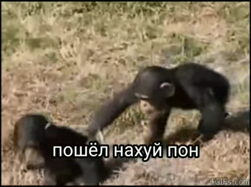 🦧 Стикер «Пон» для Telegram