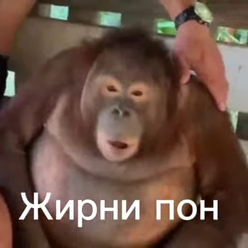 🦧 Стикер «Пон» для Telegram