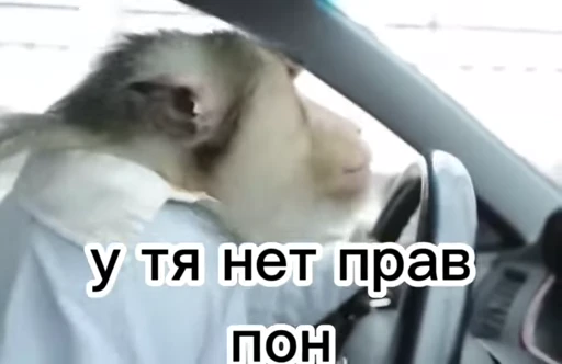 🦧 Стикер «Пон» для Telegram