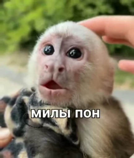 🦧 Стикер «Пон» для Telegram