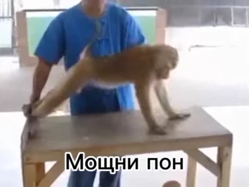 🦧 Стикер «Пон» для Telegram