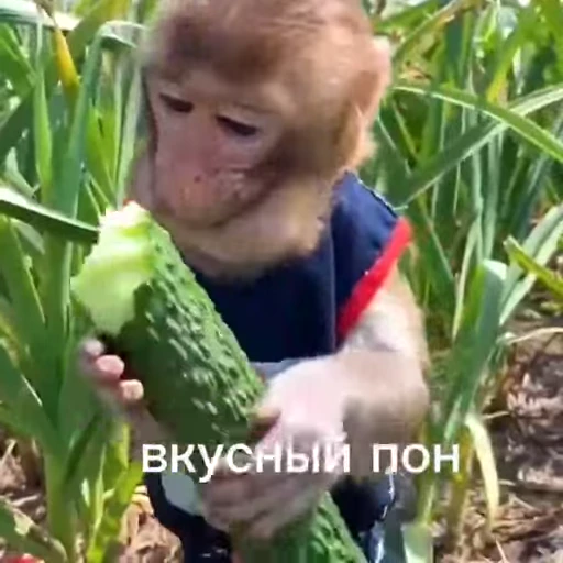 🦧 Стикер «Пон» для Telegram