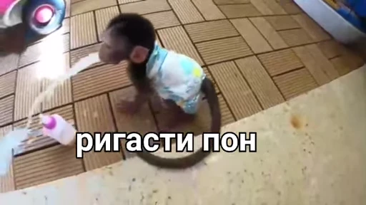 🦧 Стикер «Пон» для Telegram