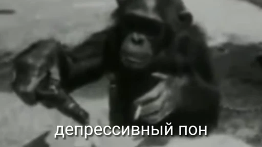 🦧 Стикер «Пон» для Telegram