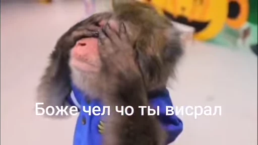 🦧 Стикер «Пон» для Telegram