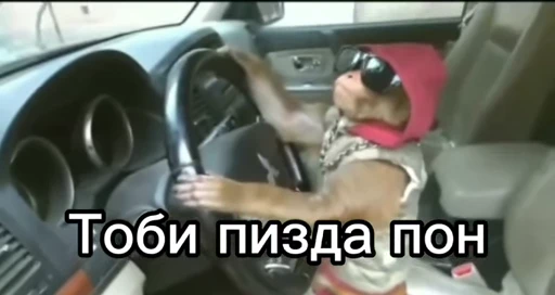 🦧 Стикер «Пон» для Telegram