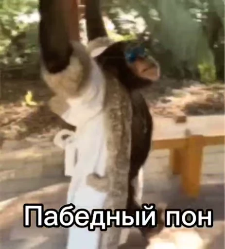 🦧 Стикер «Пон» для Telegram
