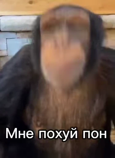 🦧 Стикер «Пон» для Telegram