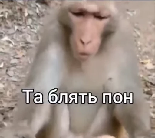 🦧 Стикер «Пон» для Telegram