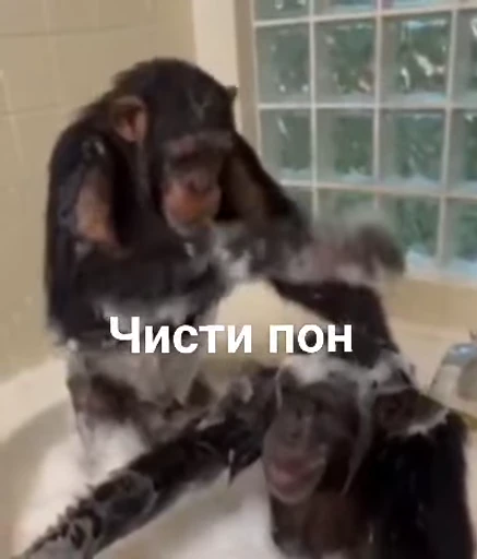 🦧 Стикер «Пон» для Telegram