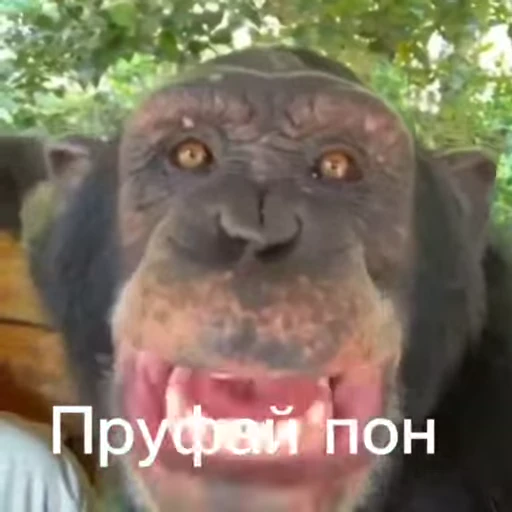 🦧 Стикер «Пон» для Telegram