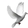 Стикер 39 gray emoji