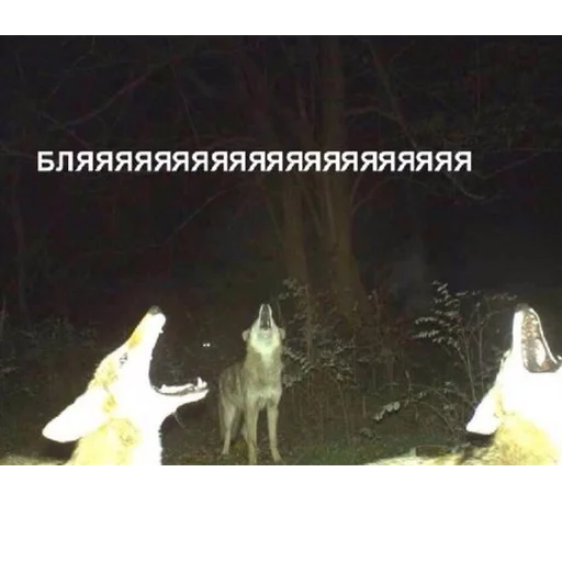 🐺 Стикер «( ͡° ͜ʖ ͡°) [2]» для Telegram
