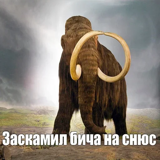 🦣 Стикер «Мамонты» для Telegram