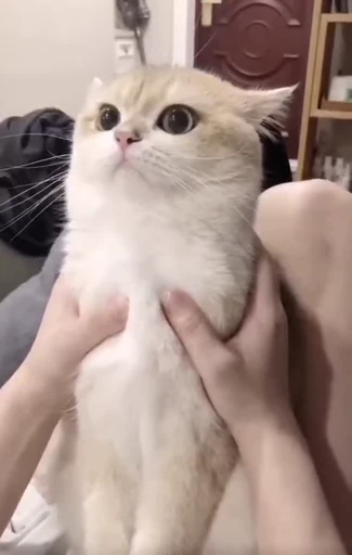 🤞 Стикер «Scchizoid» для Telegram