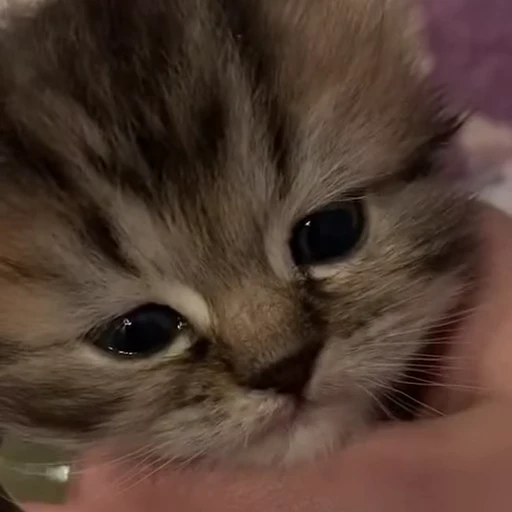 🤞 Стикер «Scchizoid» для Telegram