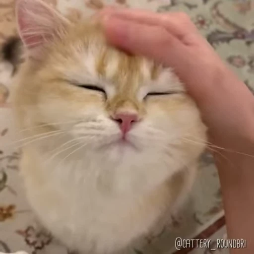 🤞 Стикер «Scchizoid» для Telegram