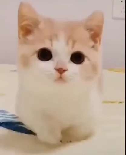 🤞 Стикер «Scchizoid» для Telegram
