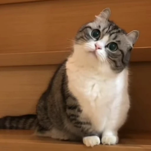 🤞 Стикер «Scchizoid» для Telegram