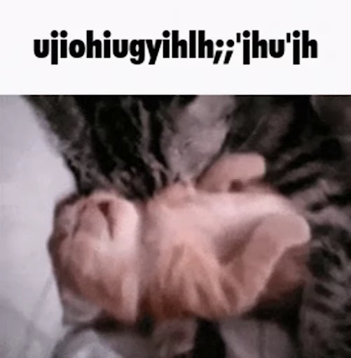 😻 Стикер «Schizo cats» для Telegram