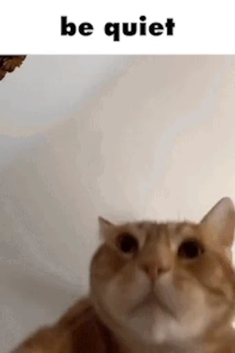 😾 Стикер «Schizo cats» для Telegram