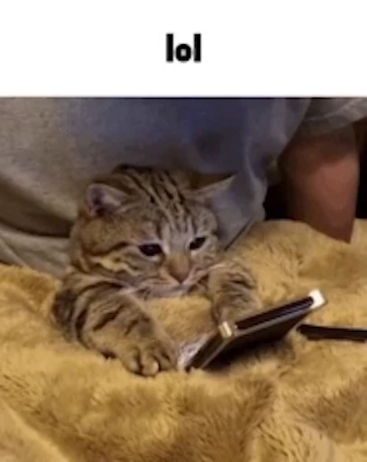 😿 Стикер «Schizo cats» для Telegram