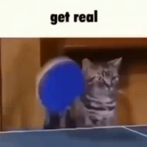 😼 Стикер «Schizo cats» для Telegram