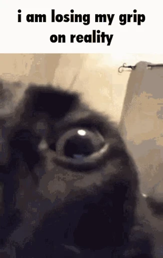 🙀 Стикер «Schizo cats» для Telegram