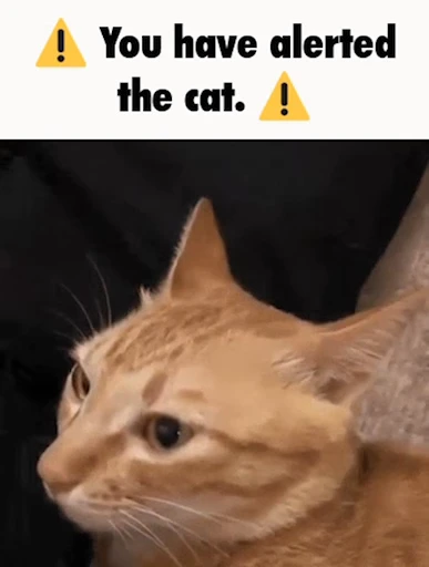 😾 Стикер «Schizo cats» для Telegram