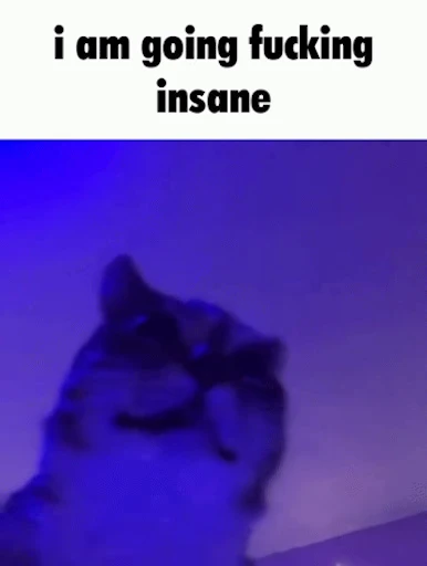 🙀 Стикер «Schizo cats» для Telegram